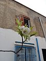 * Nomination Fleurs de Cognassier --Touzrimounir 18:23, 16 April 2015 (UTC) * Decline Blossom not sharp. --Cccefalon 19:14, 16 April 2015 (UTC)