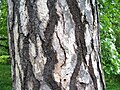 Bark