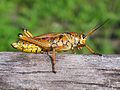 Eastern Lubber Grasshopper