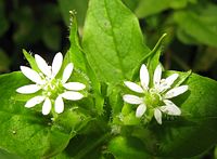 Stellaria aquatica