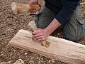 Reconstruction chisel made from a robust cow's cannonbone, cutting a mortise