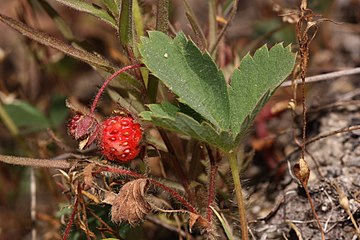 Fragaria virginiana