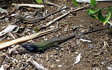 Gallotia galloti.Teide.jpg