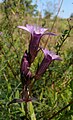 Gentianella germanica Germany Schwäbische Alb