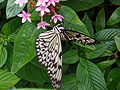 Idea leuconoe Paper Kite butterfly