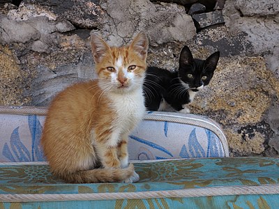 Young cats on old mattresses