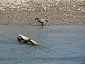 Nisqually National Wildlife Refuge