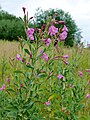 Epilobium, Hamburg, Germany