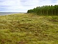 Tentsmuir Forest