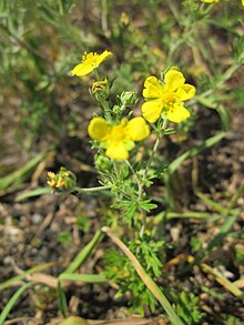 20130620Potentilla argentea1.jpg