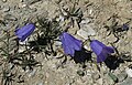 Campanula scheuchzeri