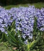 Hyacinthus orientalis (Hyacinth)