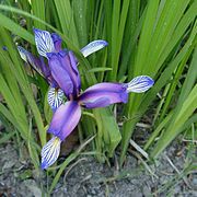 Iris graminea