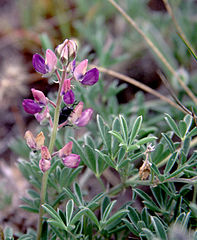 Lupinus littoralis (Seashore Lupin)