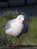 Thumbnail for File:Red billed gull-02.jpg