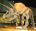 Triceratops skeleton.