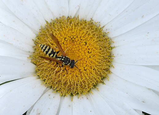 Paper wasp (Polistes dominula) on a Oxeye Daisy