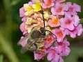 * Nomination A solitary bee collecting nectar from a Lantana camara flower, probably a male Eucera longicornis -- Alvesgaspar 11:24, 22 March 2008 (UTC) * Promotion Good quality and nice composition --Anuskafm 16:30, 22 March 2008 (UTC)