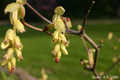 Young flowers