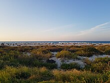 Saadiyat Beach.jpg