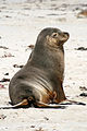 Sea Lion, Kangaroo Island, Australia