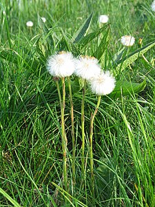 Podbiał pospolity (Tussilago farfara)