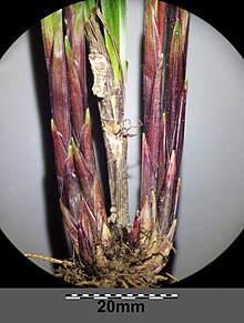 Carex pilosa sl22.jpg