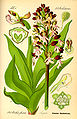 Orchis purpurea (as syn. Orchis fusca) plate 1741 in: Otto Wilhelm Thomé: Flora von Deutschland, Österreich u.d. Schweiz (Orchidaceae), Gera (1885)