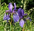 Iris sibirica Germany - Schwäbisch-Fränkische Waldberge