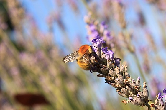 Bumble bee gathering lavender (Bombus pascuorum @ Lavandula angustifolia).