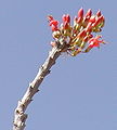 Desert Demonstration Garden in Las Vegas, Nevada