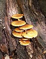 Golden Pholiota (Pholiota aurivella)