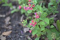 Pulmonaria rubra