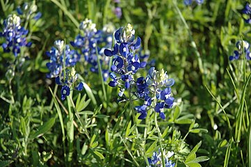 Lupinus texensis (Texas Bluebonnet)