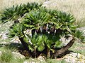 Chamaerops humilis