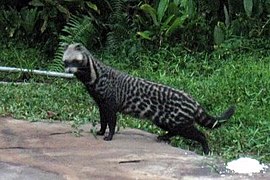 Civet.JPG