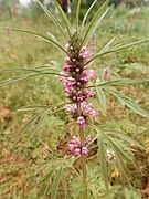 Common Motherwort.jpg