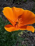 Eschscholzia californica (California Poppy)