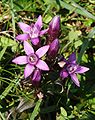 Gentianella germanica Austria - Tannheimer Tal