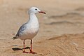 * Nomination Slender-billed gull (Chroicocephalus genei) at ThynaI, the copyright holder of this work, hereby publish it under the following license:This image was uploaded as part of Wiki Loves Earth 2024. --El Golli Mohamed 11:23, 31 May 2024 (UTC) * Promotion  Support Good quality. --Юрий Д.К. 20:05, 1 June 2024 (UTC)