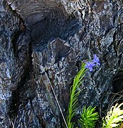 Lobelia pinifolia