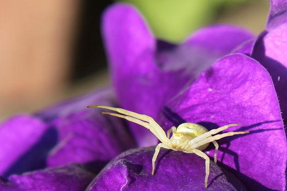 Female crab spider on a clematis (Misumena vatia @ Clematis ).