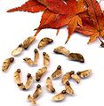 Autumn leaves and seeds