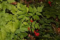 Actaea rubra