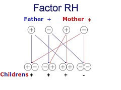 Factor Rh.jpg