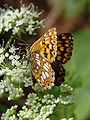 Hamearis lucina (Duke of Burgundy)