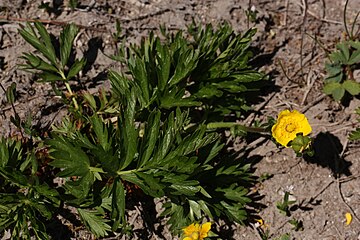 Potentilla drummondii