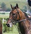 Snaffle bridle with a Market Harborough