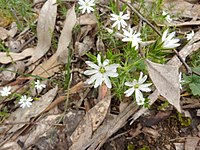 Stellaria pungens