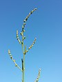 Inflorescence (individual with predominantly female flowers)